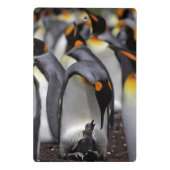 König Pinguin mit Küken Mini Klemmbrett (Rückseite)