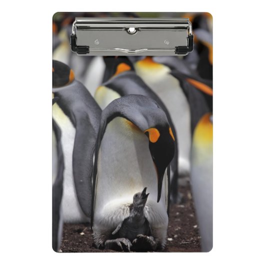 König Pinguin mit Küken Mini Klemmbrett (Vorderseite)