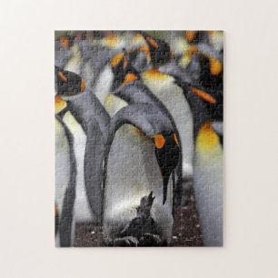 König Pinguin mit Küken Puzzle