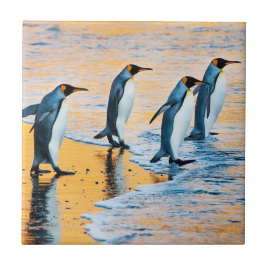 König Pinguine am Sonnenaufgang - Fliese (Vorderseite)
