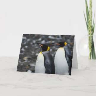 König Pinguine Karte