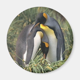 König-Pinguine Liebhaber Magnet
