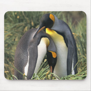 König-Pinguine Liebhaber Mousepad