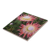 König Protea (Protea Cynaroides), Helderberg Fliese (Seite)