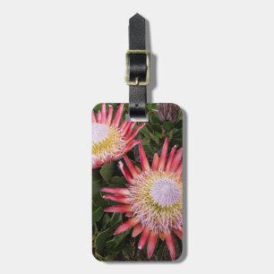 König Protea (Protea Cynaroides), Helderberg Gepäckanhänger