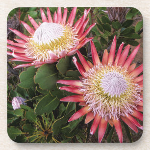König-Protea (Protea Cynaroides), Helderberg Getränkeuntersetzer