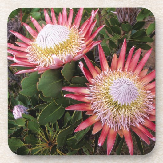 König Protea (Protea Cynaroides), Helderberg Getränkeuntersetzer (Vorderseite)