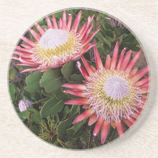 König Protea (Protea Cynaroides), Helderberg Getränkeuntersetzer (Vorne)
