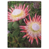König Protea (Protea Cynaroides), Helderberg Klemmbrett (Rückseite)