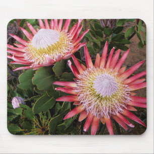 König-Protea (Protea Cynaroides), Helderberg Mousepad