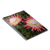 König Protea (Protea Cynaroides), Helderberg Notizblock (Rechte Seite)