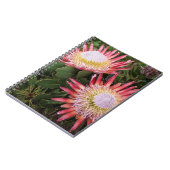 König Protea (Protea Cynaroides), Helderberg Notizblock (Linke Seite)