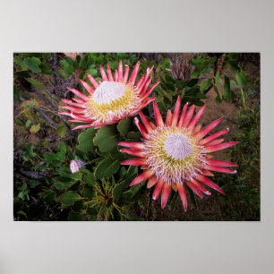 König Protea (Protea Cynaroides), Helderberg Poster