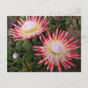 König Protea (Protea Cynaroides), Helderberg Postkarte