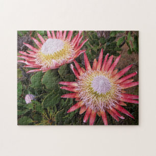König Protea (Protea Cynaroides), Helderberg Puzzle