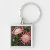 König Protea (Protea Cynaroides), Helderberg Schlüsselanhänger (Vorne)