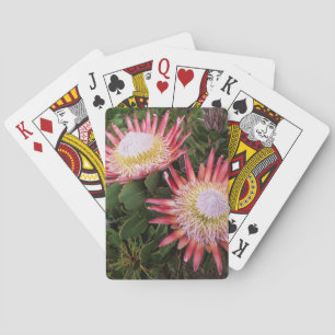 König Protea (Protea Cynaroides), Helderberg Spielkarten