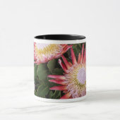 König Protea (Protea Cynaroides), Helderberg Tasse (Zentrum)