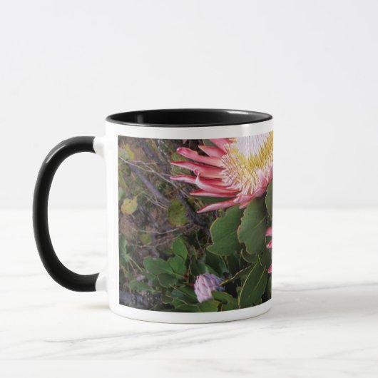 König Protea (Protea Cynaroides), Helderberg Tasse (Links)