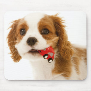 Königcharles Spaniel mit rotem Auto in ihrem Mund Mousepad