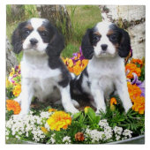 Königcharles Spanielwelpen Fliese (Vorderseite)