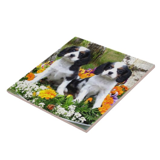 Königcharles Spanielwelpen Fliese (Seite)