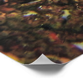 Königin Angelfish am Riff Poster (Ecke)