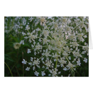 Königin Anne's Lace