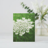 Königin Anne's Lace 1 (Wild Carrot) Postkarte (Stehend Vorderseite)