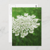 Königin Anne's Lace 1 (Wild Carrot) Postkarte (Vorne/Hinten)