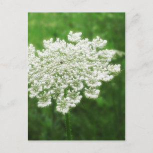 Königin Anne's Lace 1 (Wild Carrot) Postkarte