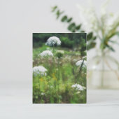 Königin Anne's Lace 2 Floral Postkarte (Stehend Vorderseite)