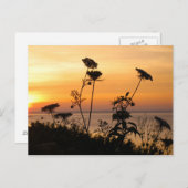 Königin Anne's Lace at Sunset - Fishers Island, NY Postkarte (Vorne/Hinten)