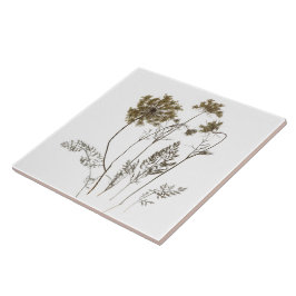 Königin Anne's Lace auf einer Keramik Tile (Weiß A Fliese