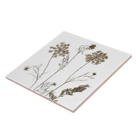 Königin Anne's Lace auf einer Keramik Tile (Weiß B Fliese