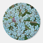 Königin Anne's Lace-Blume Magnet (Vorne)
