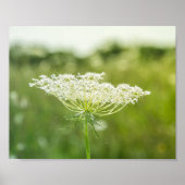 Königin Anne's Lace-Blume Poster (Vorne)
