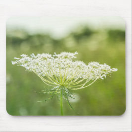 Königin Anne's Lace Blume Wildblumen Mousepad