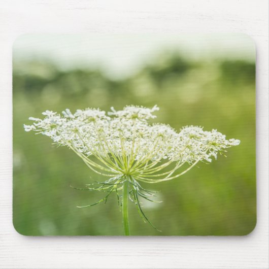Königin Anne's Lace Blume Wildblumen Mousepad (Vorne)