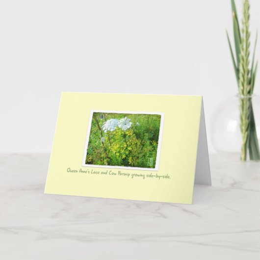 Königin Anne's Lace & Cow Parsnip Card auf Gelb Karte (Vorderseite)
