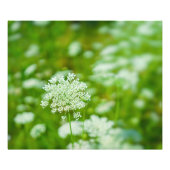 Königin Anne's Lace Fotodruck (Vorne)