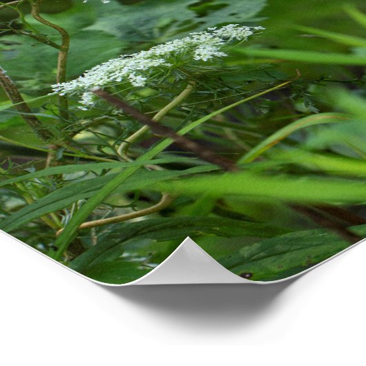 Königin Anne's Lace im Sommer Poster (Ecke)