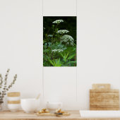 Königin Anne's Lace im Sommer Poster (Küche)