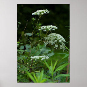 Königin Anne's Lace im Sommer Poster
