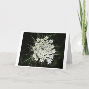 Königin Anne's Lace, Karte