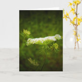 Königin Anne's Lace, Karte (Gelbe Blume)