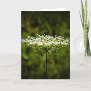Königin Anne's Lace, Karte