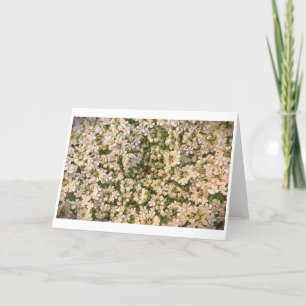 Königin Anne's Lace, Karte