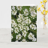 Königin Anne's Lace, Karte (Gelbe Blume)