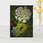 Königin Anne's Lace, Karte (Gelbe Blume)
